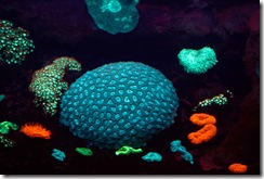 les coraux phosphorescents. Garantie sans lumiere !